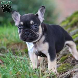 Snickers, French Bulldog Puppy