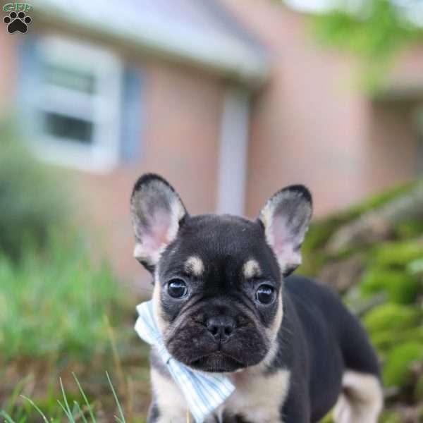 Snickers, French Bulldog Puppy