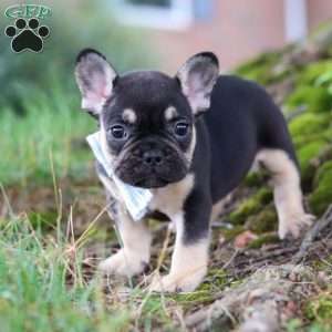 Snickers, French Bulldog Puppy
