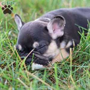 Snickers, French Bulldog Puppy