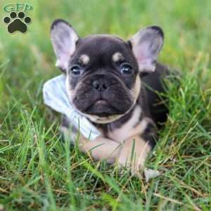 Snickers, French Bulldog Puppy