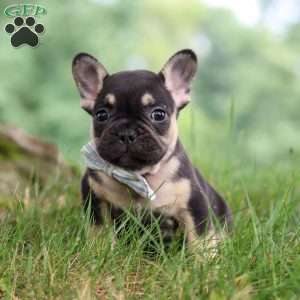 Snickers, French Bulldog Puppy