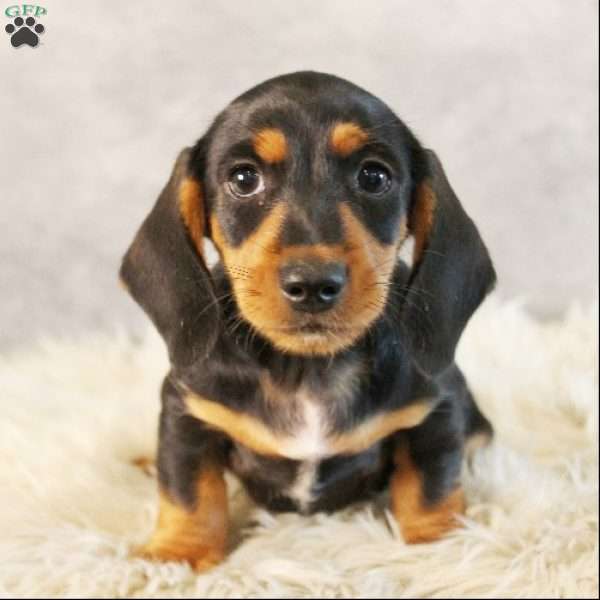 Snoopy, Dachshund Puppy
