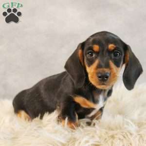 Snoopy, Dachshund Puppy