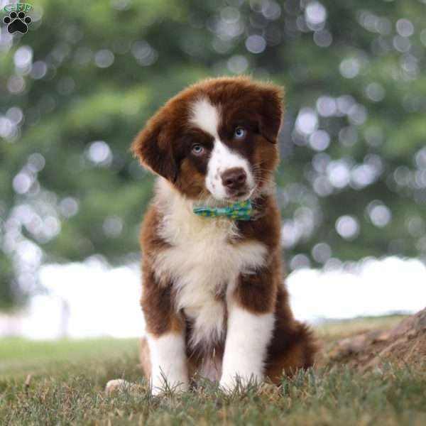 Snorkel, Miniature Australian Shepherd Puppy
