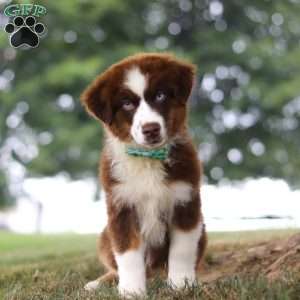Snorkel, Miniature Australian Shepherd Puppy