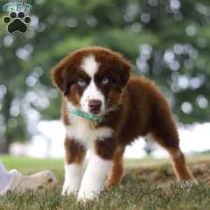Snorkel, Miniature Australian Shepherd Puppy