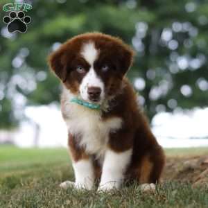 Snorkel, Miniature Australian Shepherd Puppy