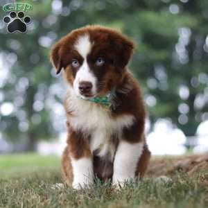 Snorkel, Miniature Australian Shepherd Puppy