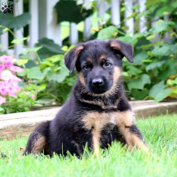Sojo, German Shepherd Puppy