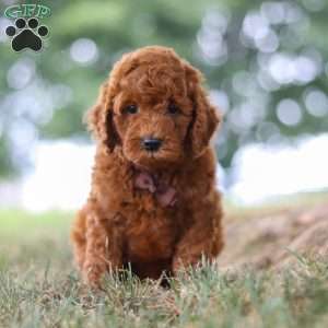 Sonny, Mini Goldendoodle Puppy