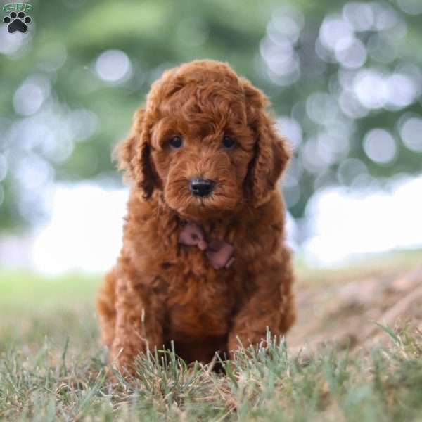 Sonny, Mini Goldendoodle Puppy