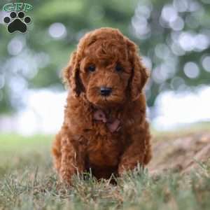 Sonny, Mini Goldendoodle Puppy