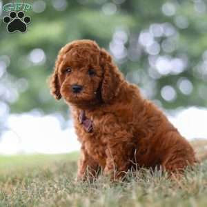 Sonny, Mini Goldendoodle Puppy