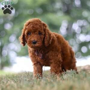 Sonny, Mini Goldendoodle Puppy