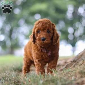 Sonny, Mini Goldendoodle Puppy