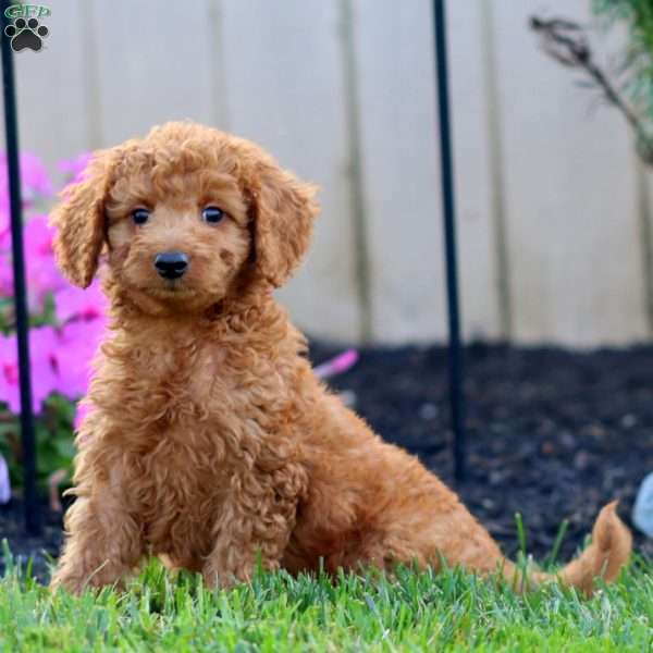 Sonny, Goldendoodle Puppy