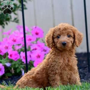 Sonny, Goldendoodle Puppy