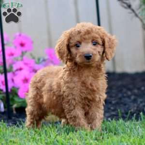 Sonny, Goldendoodle Puppy