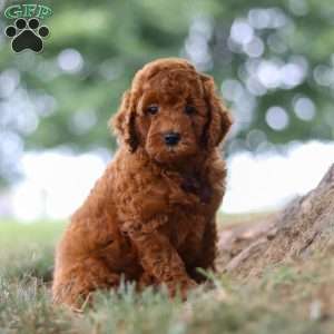 Sonny, Mini Goldendoodle Puppy