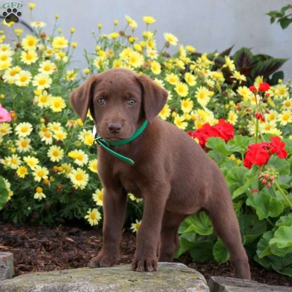 Sophia, Chocolate Labrador Retriever Puppy