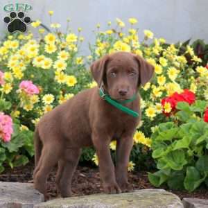 Sophia, Chocolate Labrador Retriever Puppy