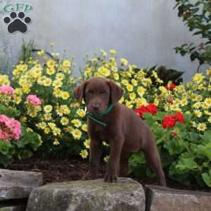 Sophia, Chocolate Labrador Retriever Puppy