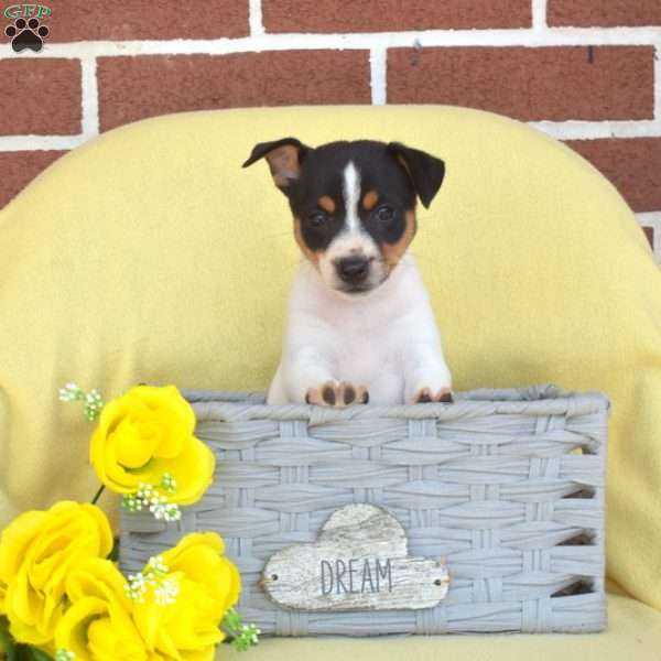 Sophie, Toy Fox Terrier Puppy