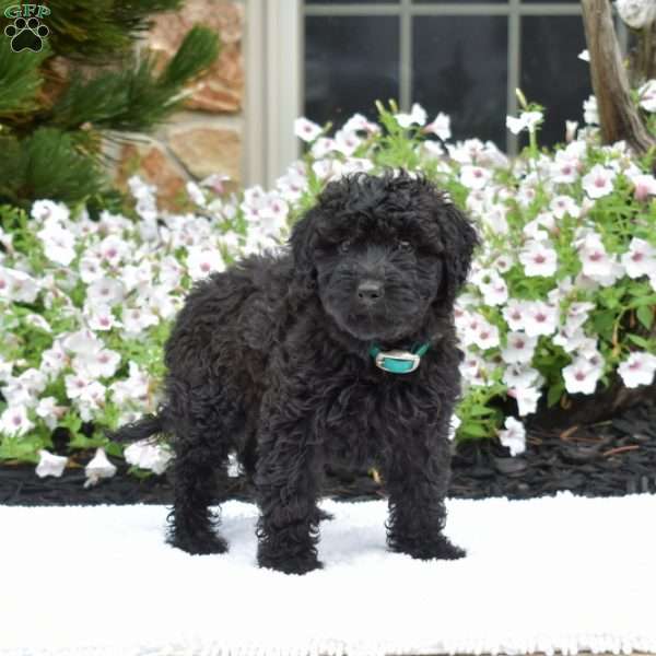 Sophie, Mini Whoodle Puppy