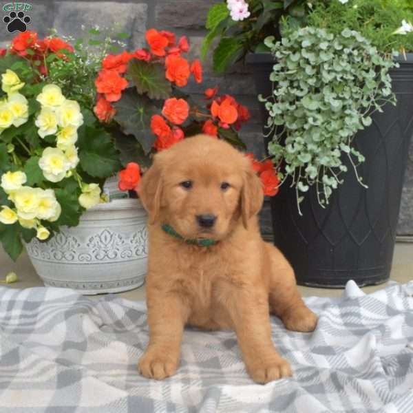 Sophie, Golden Retriever Puppy