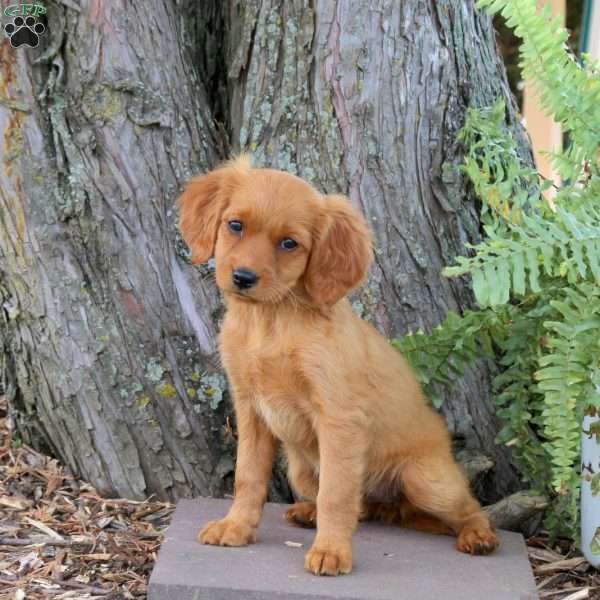 Sophie, Miniature Golden Retriever Puppy