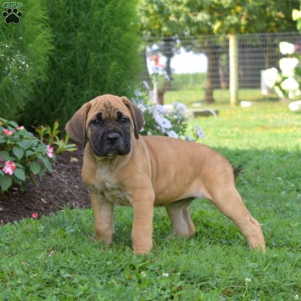 Sophie, Cane Corso Puppy