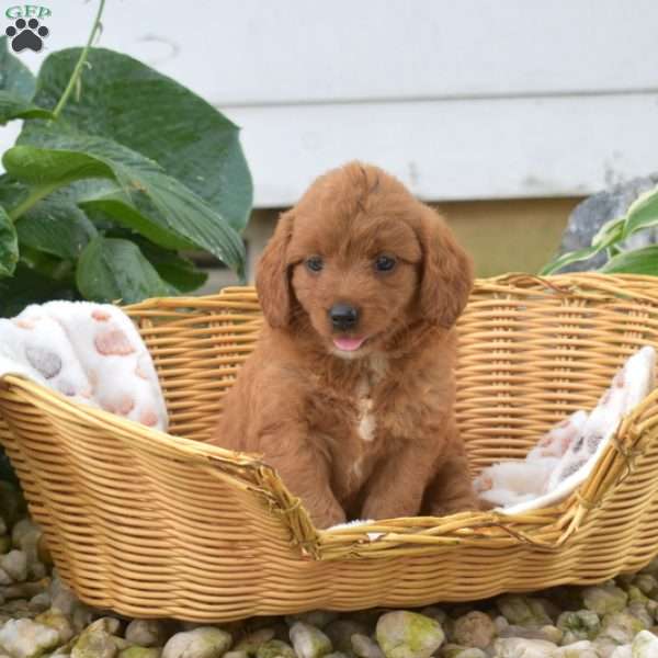 Sophie, Mini Goldendoodle Puppy