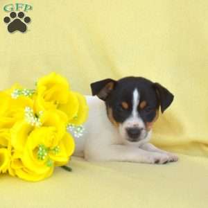 Sophie, Toy Fox Terrier Puppy