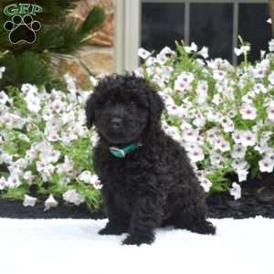 Sophie, Mini Whoodle Puppy