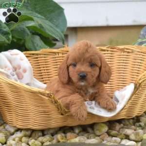 Sophie, Mini Goldendoodle Puppy