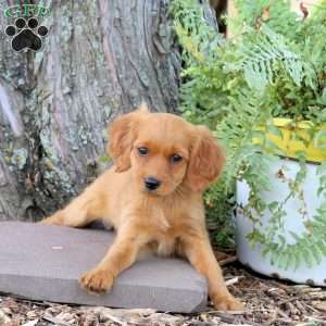 Sophie, Miniature Golden Retriever Puppy