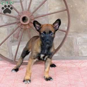 Sophie, Belgian Malinois Puppy