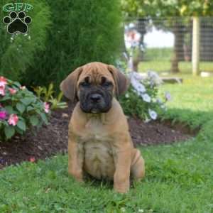 Sophie, Cane Corso Puppy