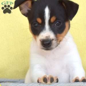 Sophie, Toy Fox Terrier Puppy