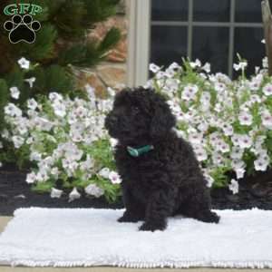 Sophie, Mini Whoodle Puppy