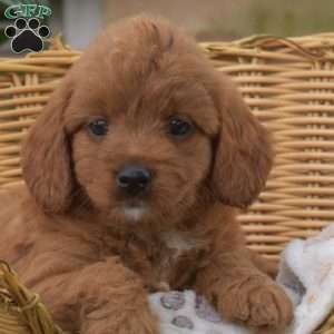 Sophie, Mini Goldendoodle Puppy