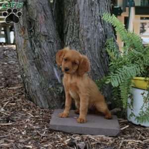 Sophie, Miniature Golden Retriever Puppy