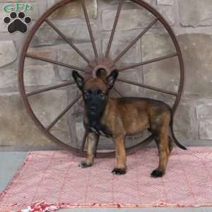 Sophie, Belgian Malinois Puppy