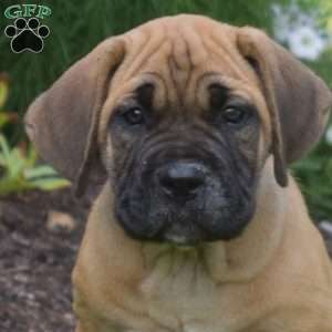 Sophie, Cane Corso Puppy
