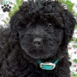 Sophie, Mini Whoodle Puppy