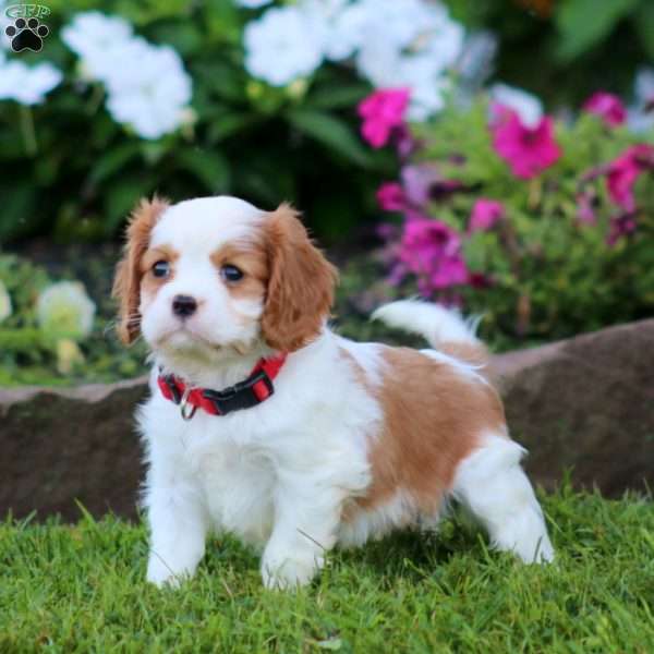 Spark, Cavalier King Charles Spaniel Puppy