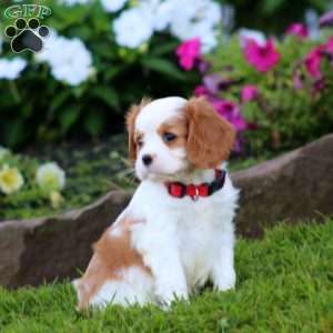 Spark, Cavalier King Charles Spaniel Puppy