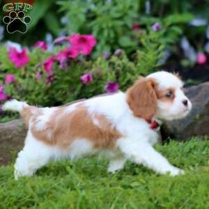 Spark, Cavalier King Charles Spaniel Puppy