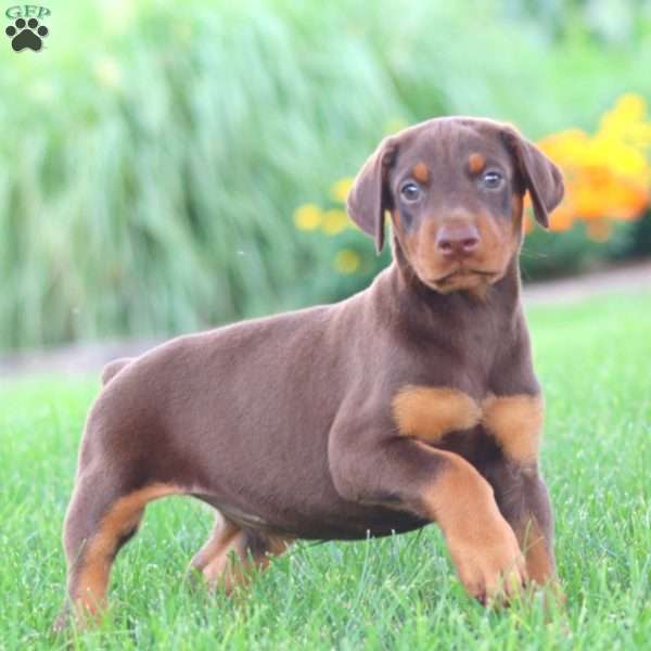 Sparkle, Doberman Pinscher Puppy